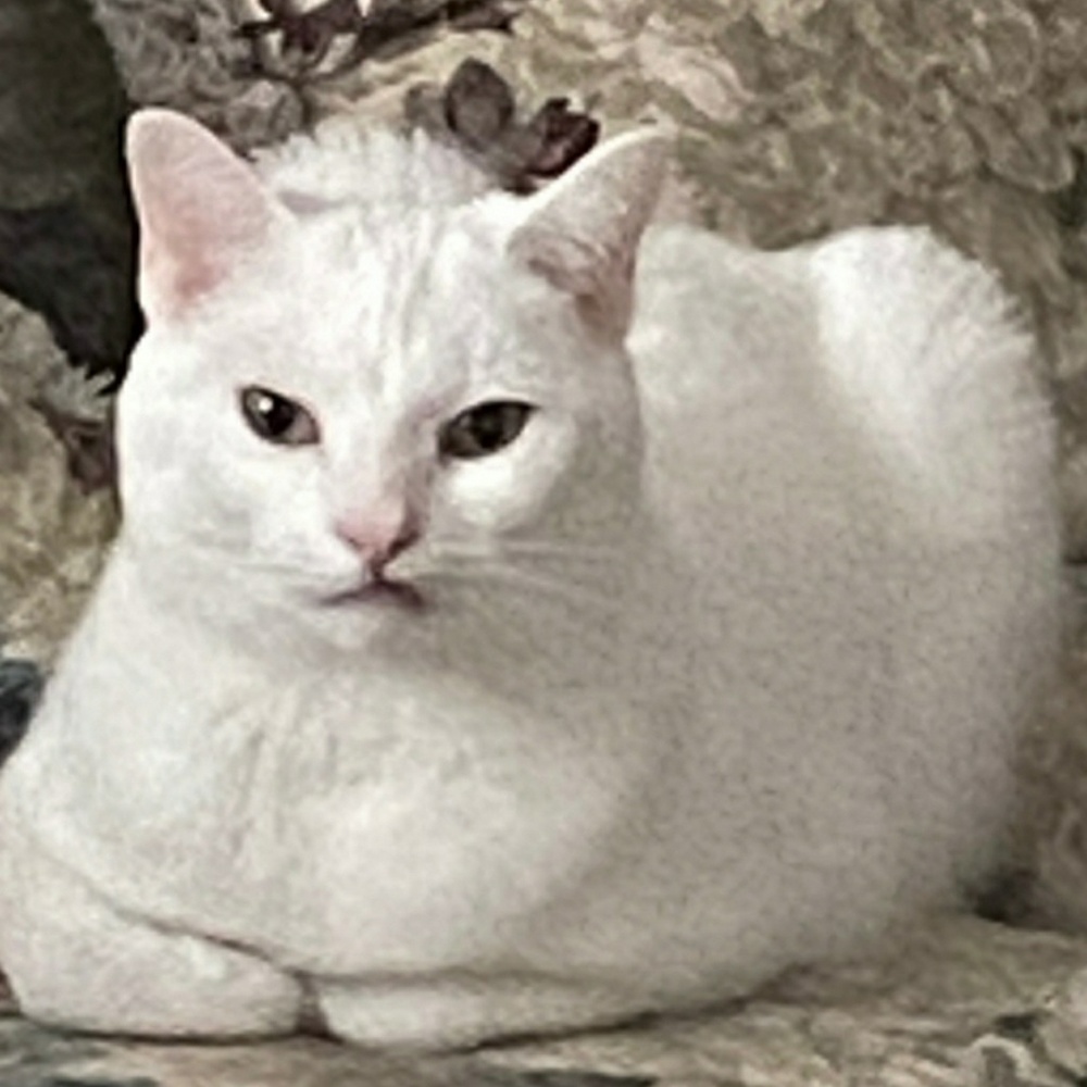 Meet your Posher, Lori